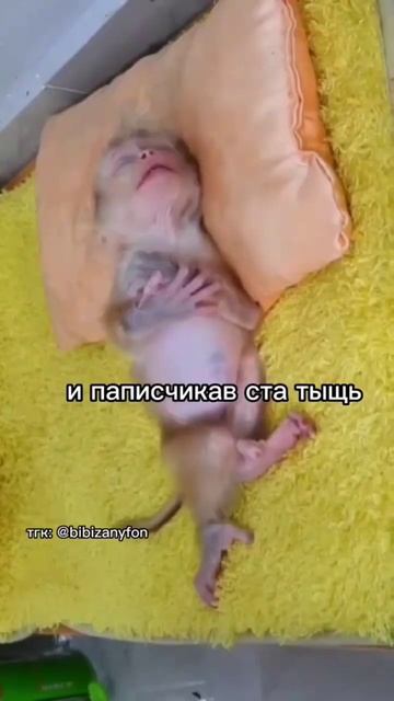 #безхештегов #подпишись #рекомендации #бибизяна смотреть онлайн