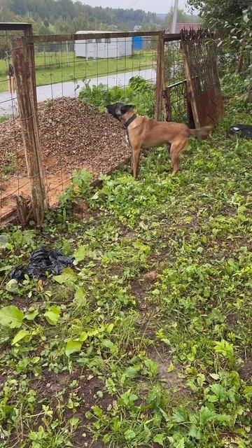 Бельгийская овчарка Кайман малинуа охрана 100% #шортс #малинуа #бельгийскаяовчарка #дрессура смотреть онлайн