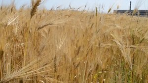 ФУТАЖ Пшеница