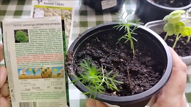 Обзор рассады. 1 часть. 17 апреля 2024 г #весна #апрель #дача #цветы #рассада #рассадацветов