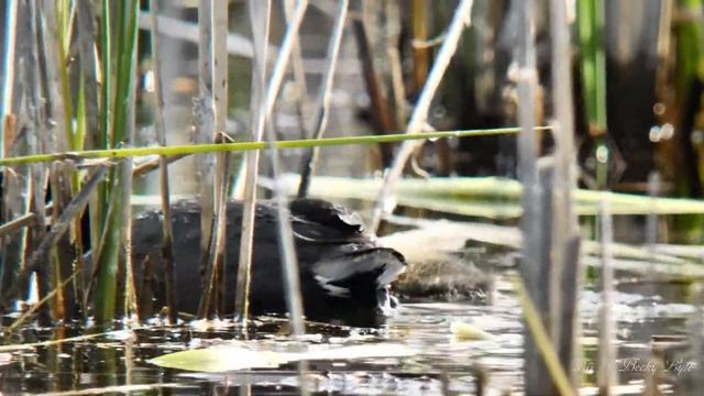 American Coot Chicks - A Colorful Advantage - Digiscoped смотреть онлайн