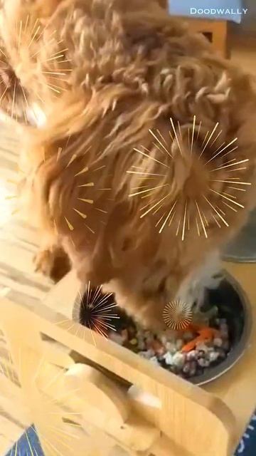 🐶월리의 첫 집밥🤩 Wally’sfirst trial of home cook meal 🥘 смотреть онлайн