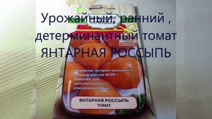 Обратите внимание на эти детерминантные, ранние, урожайные томаты: ЯНТАРНАЯ РОССЫПЬ и ПРИМО РЕД F1