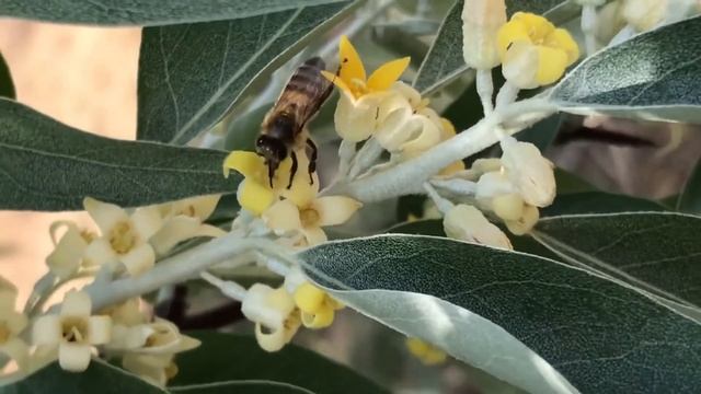 Пчела в мае 2020 смотреть онлайн