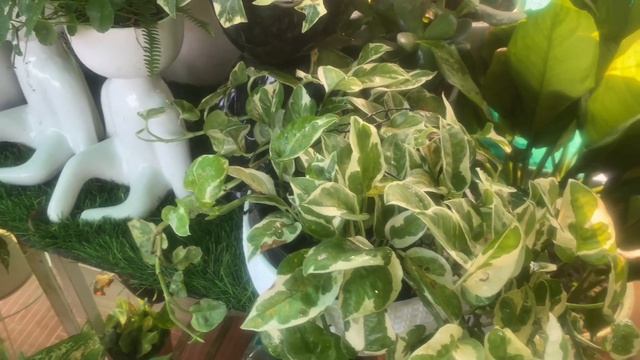 N'Joy Pothos II N'Joy pothos plant Care and Propagation II  Epipremnum aureum N'Joy Pothos