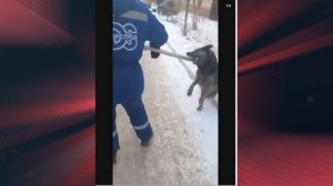 Живодёры отбирают у бабушки собаку