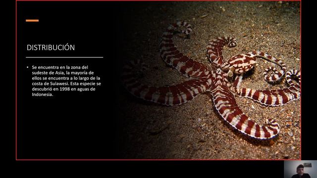 Ficha Thaumoctopus mimicus Douglas Reinosa Silva смотреть онлайн