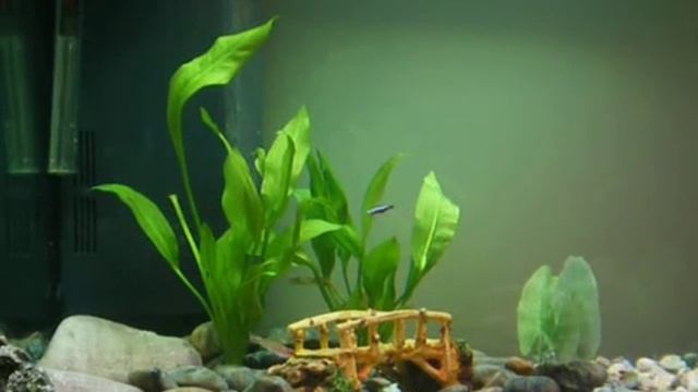 Juwel Trigon 190 freshwater Aquarium смотреть онлайн