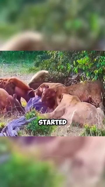 Lions & Hyenas Died After... смотреть онлайн