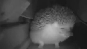 ёжик признался что он Кира Ёшикаге