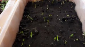 🌱✨ Показываю результаты всхожести сладкого перца спустя 2 недели! 🌶️ 🫑