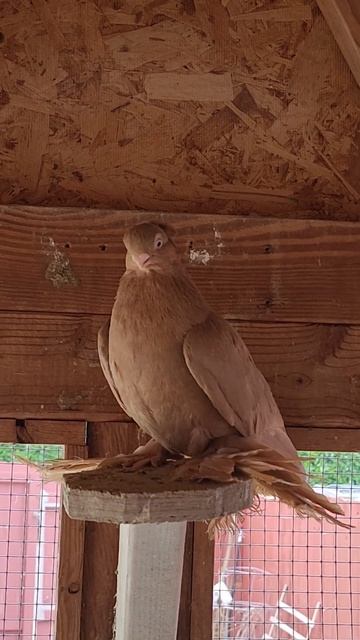 Голубка чубатая желтая Редко увидишь смотреть онлайн