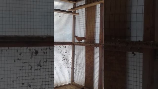 Бакинские голуби жёлтые смотреть онлайн