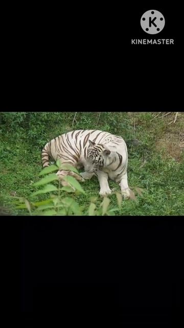 #photography #naturephotography #bigcat #nature #wildlife #tiger #bengaltiger #animals