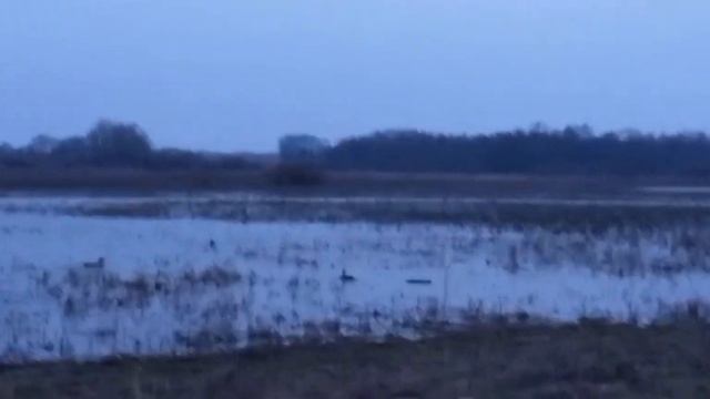 Работа подсадной утки"ЧЕРНУХА" 3 марта 2024 г. смотреть онлайн