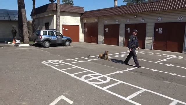 День кинолога смотреть онлайн