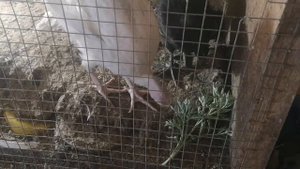 Индюшата и ПОЛЫНЬ в корм