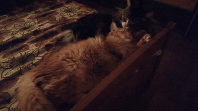 Кошачьи ласки. Отец и сын. смотреть онлайн