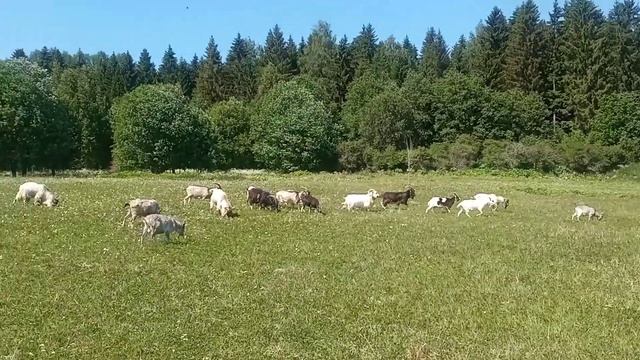моё хозяйство/звери едят траву/как поднимается трава смотреть онлайн