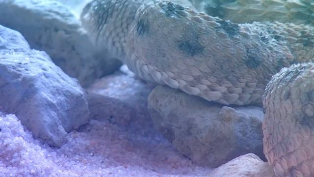 new pashto nazam 2022 | دی جوڑ وس پہ دنیا کے لایارانو نہ ماران | snake video | al ihrar studio | #1 смотреть онлайн