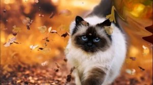 Танец с листочками