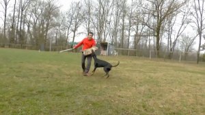 Dobermann : Mother / Son