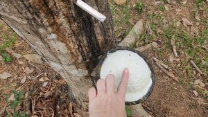 как собирают Каучуг