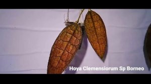HOYA CLEMENSIORUM RED SP BORNEO