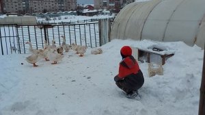 Дразним гусей