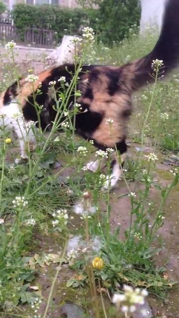 Трёхцветная кошка смотреть онлайн