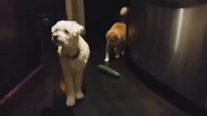 Коты боятся огурцов