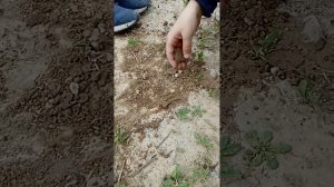 сажаем горох и фасоль (берегите природу)
