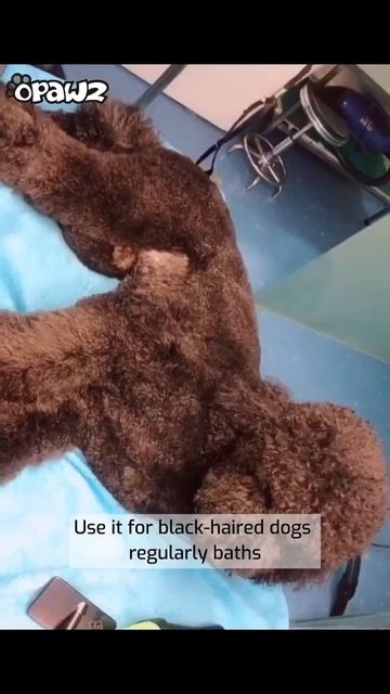 OPAWZ 03 Bamboo Charcoal Dog Shampoo For Black Dog Bath смотреть онлайн