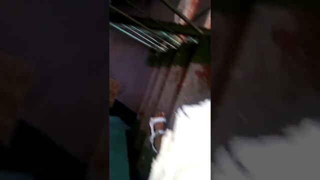 Ловля голубей смотреть онлайн