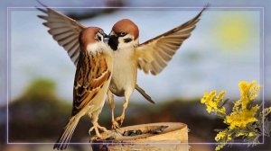 C 8 МАРТА Милые женщины!