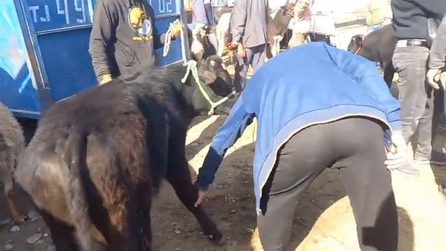 🇹🇯👍😱Лаби Канал Молхои Мастчох Молбозори Хучанд моли майда калон гуножин бука Худжанд