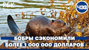Бобры в Чехии сэкономили властям более миллиона долларов, построив плотины
