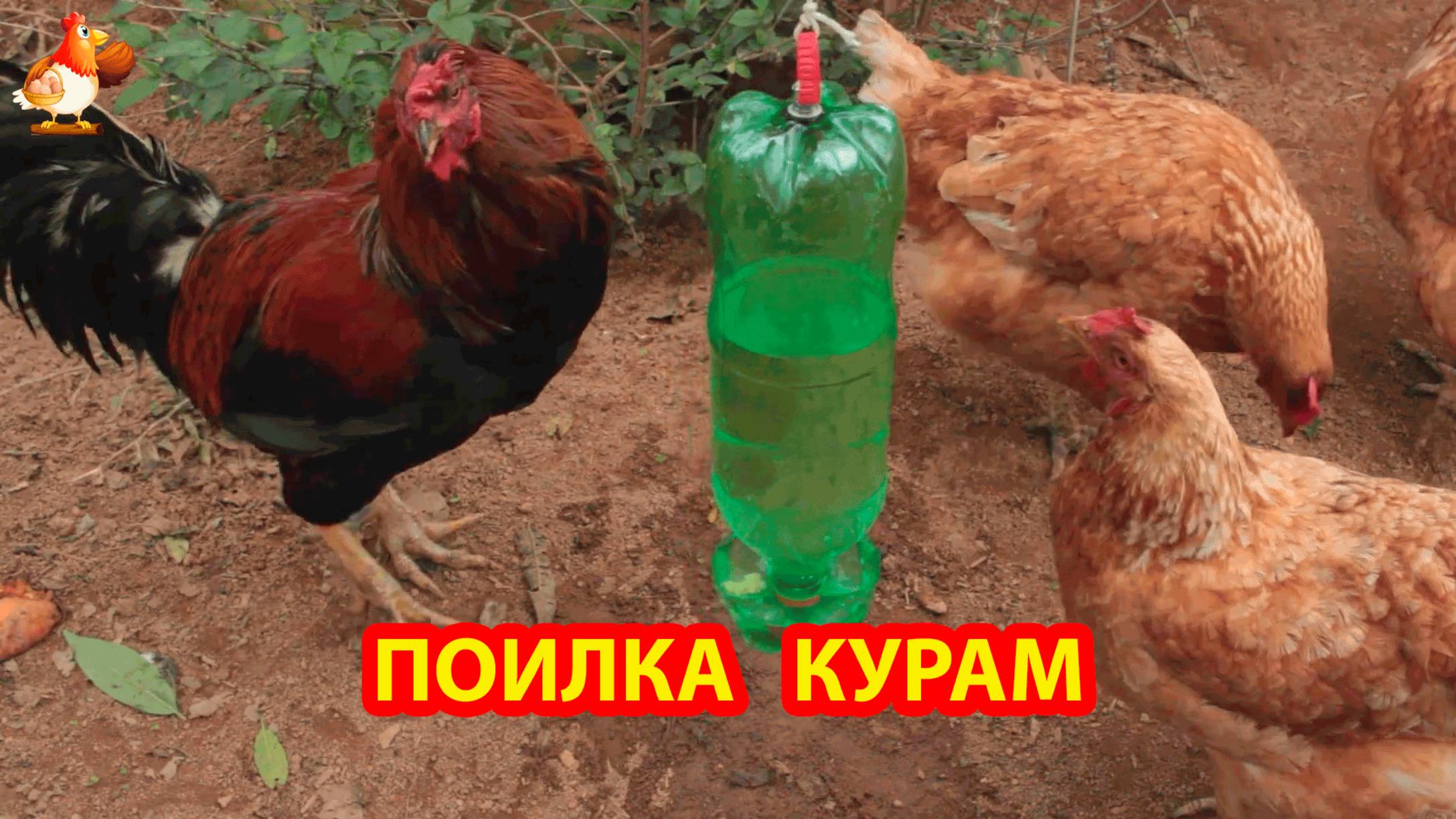 Поилка для кур несушек из бутылок на веревке понравилась несушками 💦🐓😂