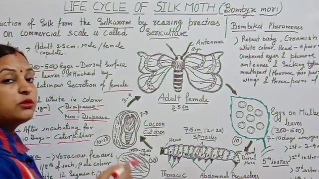 #Sericulture#Lifecycle of Silkworm L-1#Types of Silk#रेशम कीट का जीवन चक्र/BSc Part-3/By Dr. Kumud