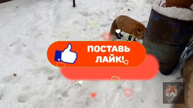 Алиса Лиса-Alice the Fox (Крыска Моя) смотреть онлайн