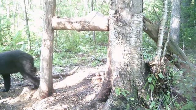 Медведь пришел на солонец смотреть онлайн