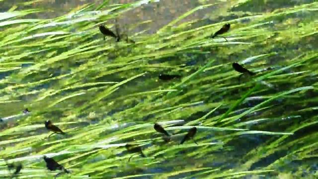 Ebony Jewelwings смотреть онлайн