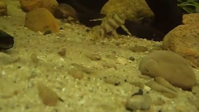 Peckoltia vittata (L015) смотреть онлайн