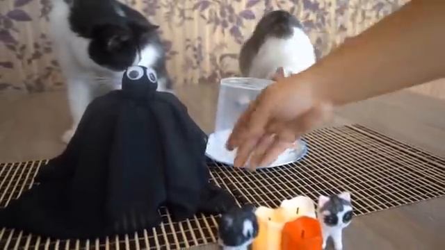 [А ну-ка Давай-ка]ТОП 5 РОЛИКОВ КАНАЛА А НУ-КА ДАВАЙ-КА!СМОТРИМ СТАРЫЕ ВИДЕО с ПИТОМЦАМИ!ЛЕДИБАФ,РИС