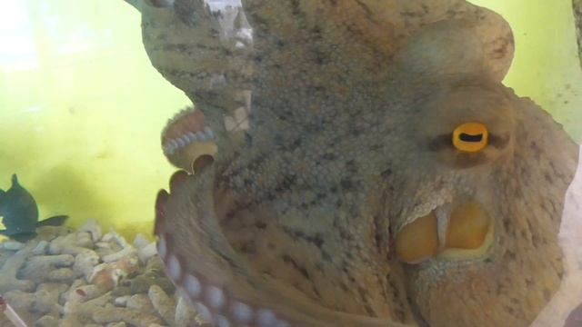 足を伸ばして獲物を捕獲するタコ