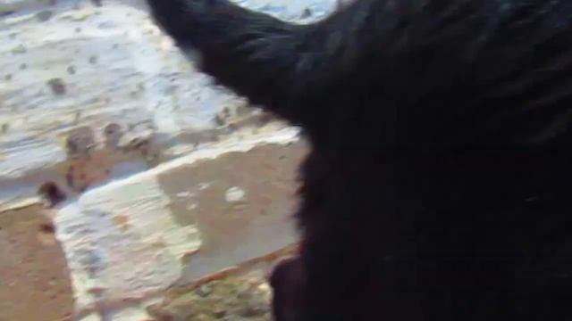 My dog|Моя вторая собака смотреть онлайн