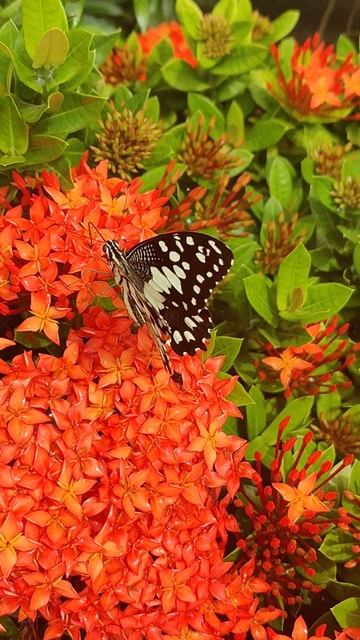 butterfly 🦋 #beautiful #insect #birds #cuteanimals #animals #falconry #cutebirds