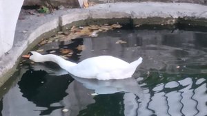birds 🐦🐦 walk of the street 🌺🌺🌺сова синицы голуби птичьи прогулки ,