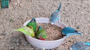 Parrots🦜🦜🦜😉, попугаи🐦🐦🐦радужные