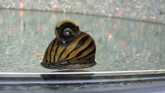 clithon corona and zebra nerite snail смотреть онлайн